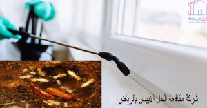 ارخص شركة مكافحة النمل الابيض بالرياض