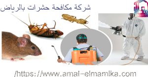 ارخص شركة مكافحة حشرات الرياض
