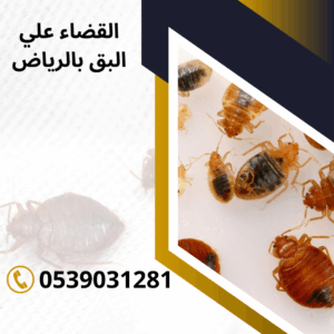 القضاء علي البق بالرياض