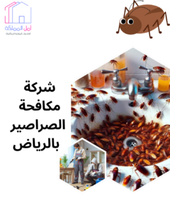 شركة مكافحة الصراصير بالرياض