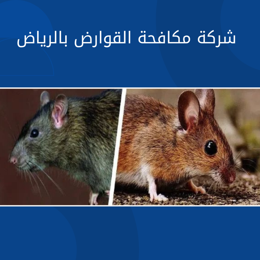 افضل شركة مكافحة القوارض بالرياض