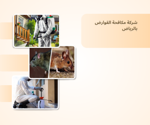 شركة مكافحة القوارض بالرياض